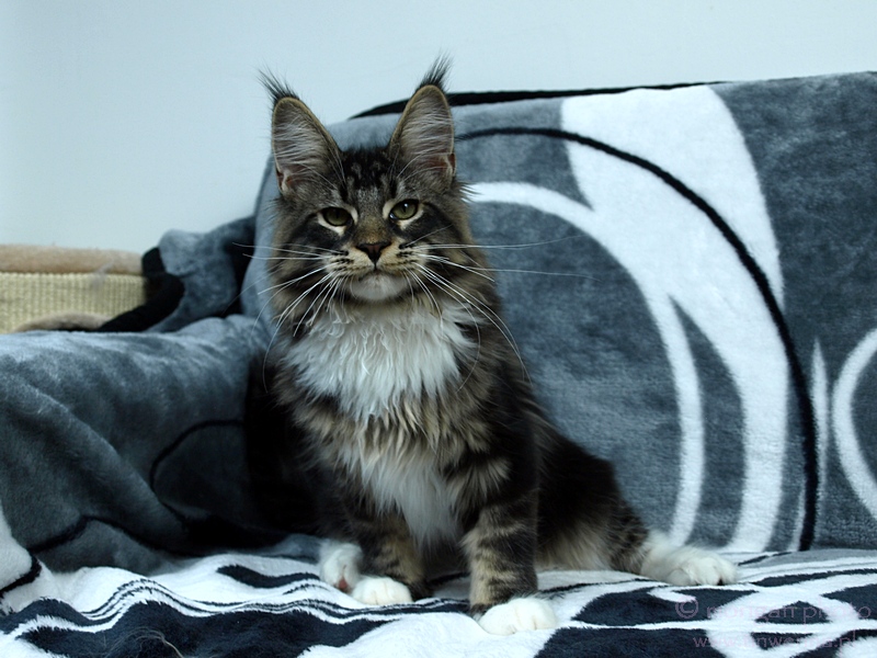 kocięta maine coon